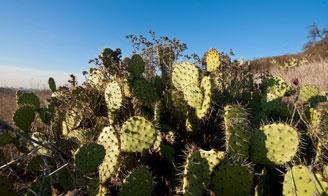 Cactus at Strawberry Farms Mitigation Site